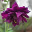 Aquilegia vulgaris Blue Barlow